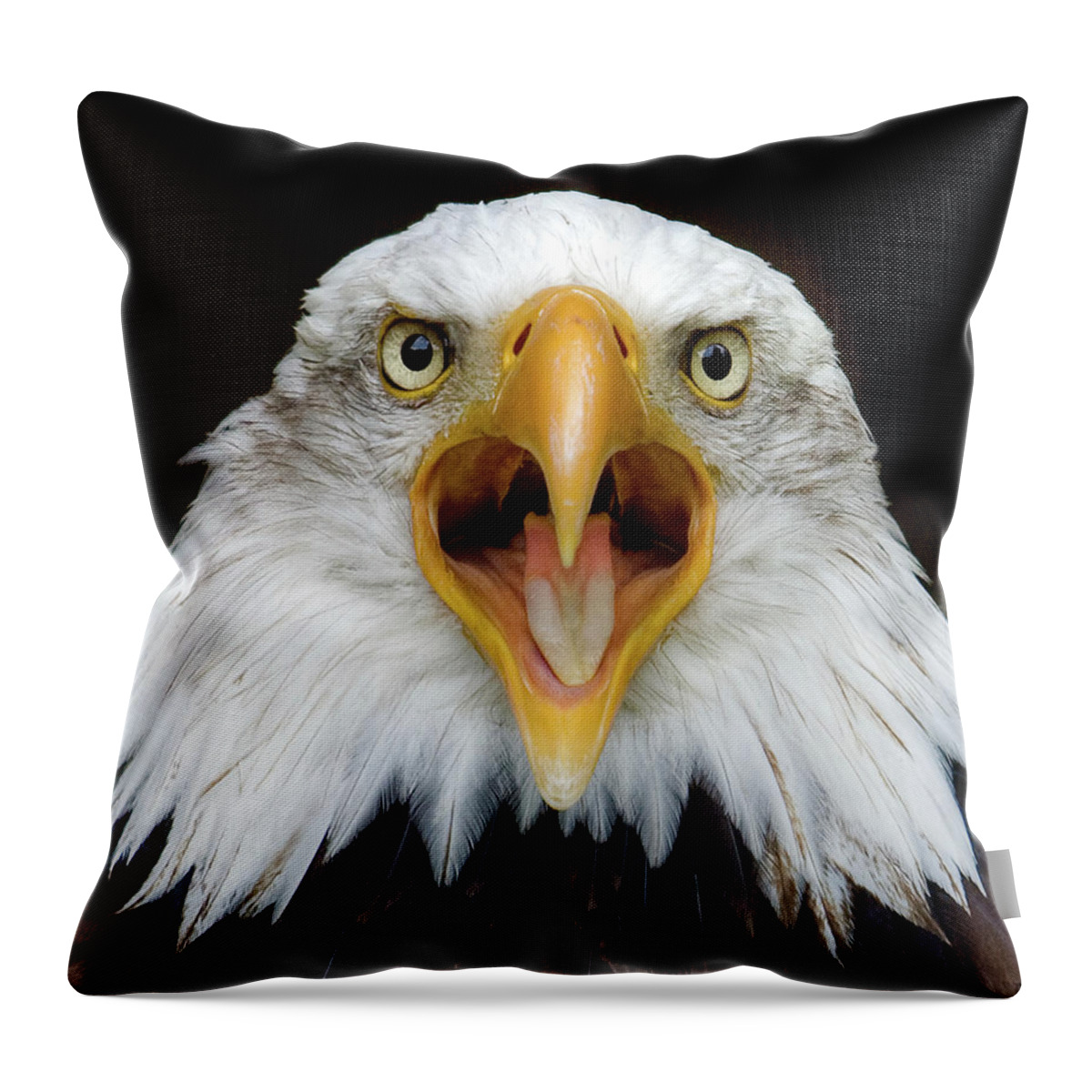 Animal Themes Throw Pillow featuring the photograph Bald Eagle by Www.galerie-ef.de