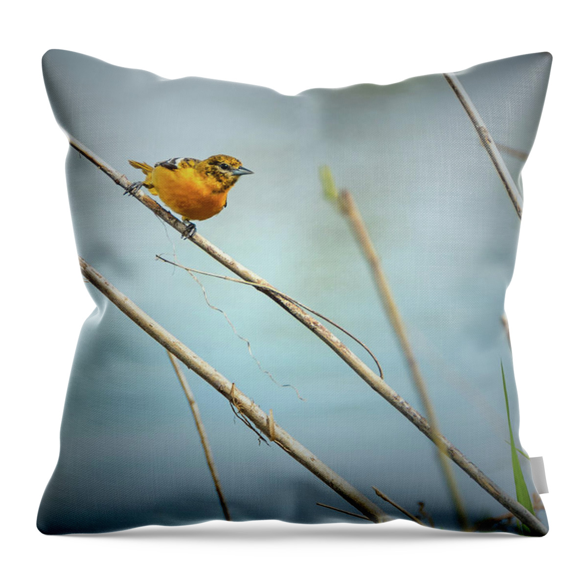 Birds Throw Pillow featuring the photograph Baltimore Oriole by Phil S Addis