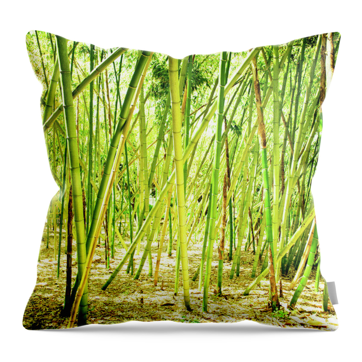 Environmental Conservation Throw Pillow featuring the photograph Bamboo Trees With Sunlight by Manley099