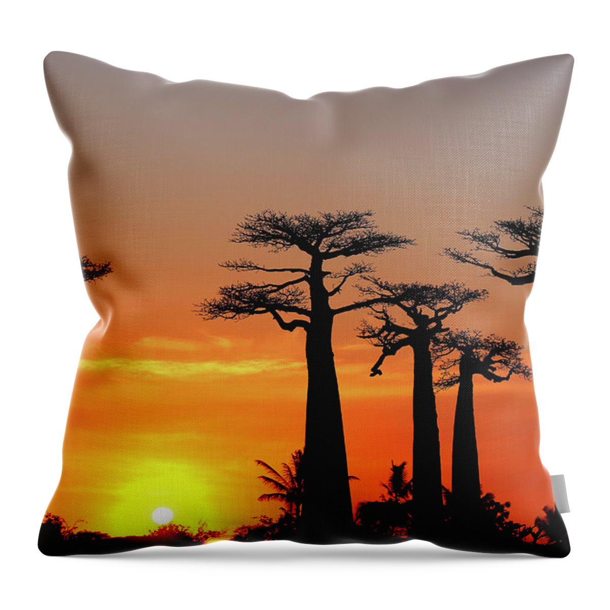  Throw Pillow featuring the photograph Baobab Trees in Sunset 4 by Eric Pengelly