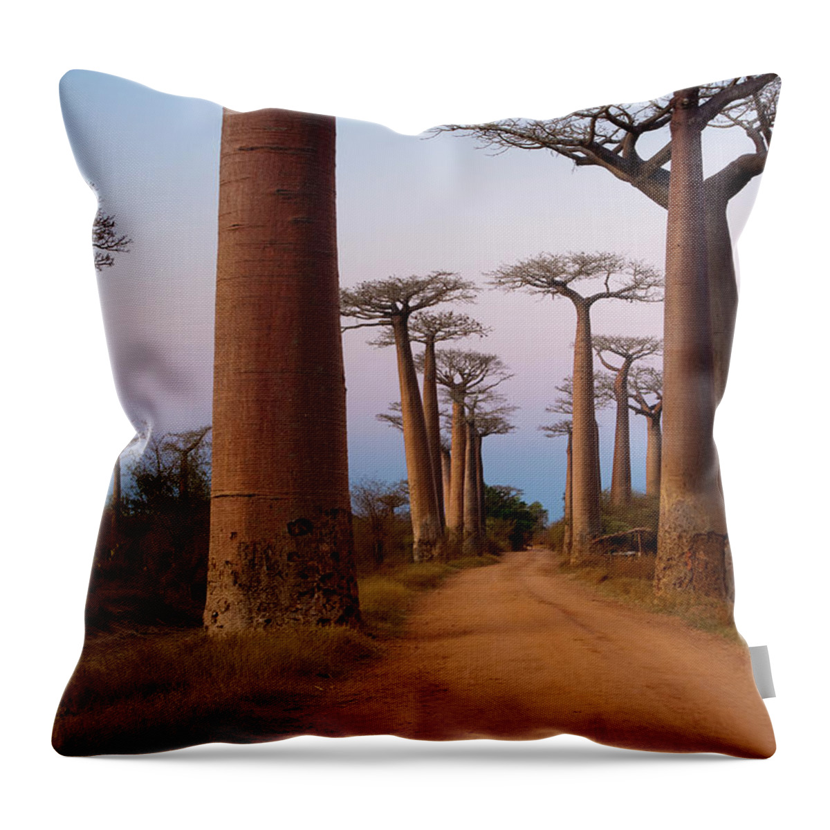 Avenue Throw Pillow featuring the photograph Baobab Trees, Madagascar by Mint Images - Art Wolfe