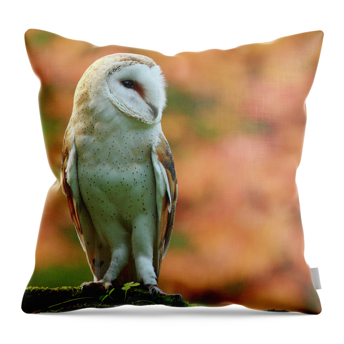 Animal Themes Throw Pillow featuring the photograph Barn Owl On Orange by Alex Thomson Photography