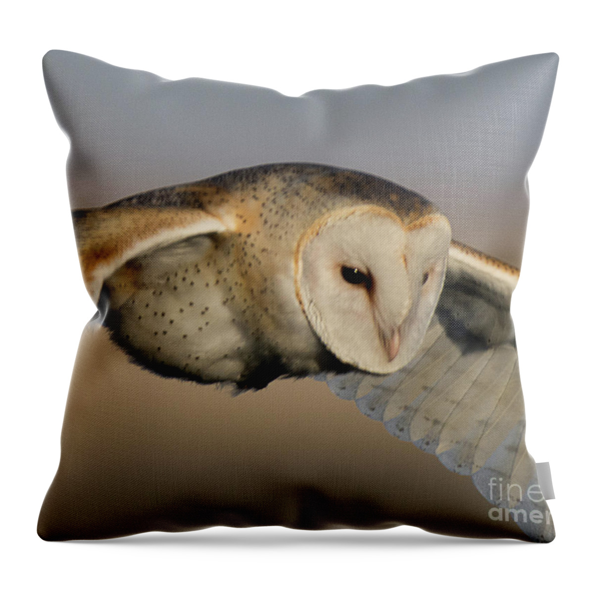 Bird Throw Pillow featuring the photograph Barn Owl Up Close by Dennis Hammer