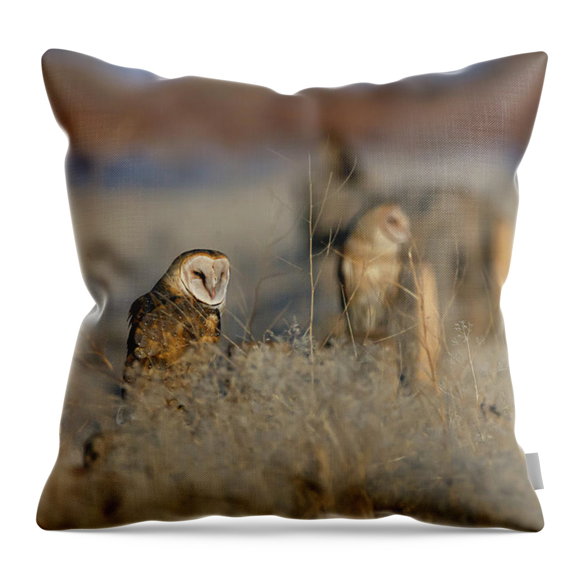 Barn Owl Throw Pillow featuring the photograph Barn Owls 9 by Rick Mosher