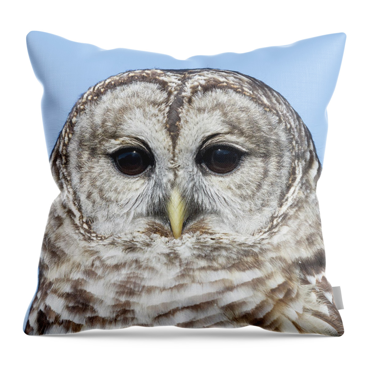 Animal Throw Pillow featuring the photograph Barred Owl 6 by Chris Scroggins