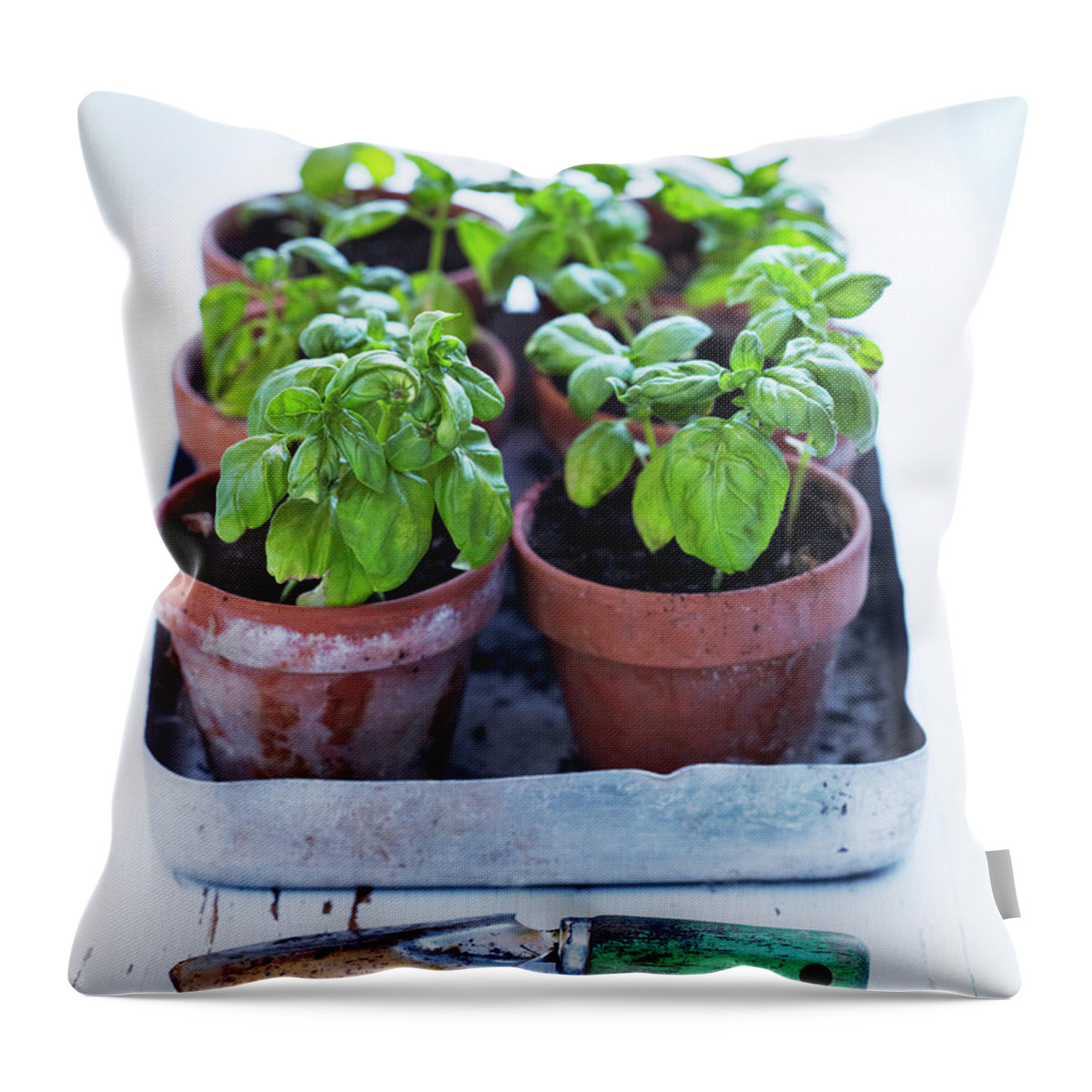 In A Row Throw Pillow featuring the photograph Basil Plant Seedlings by Johner Images