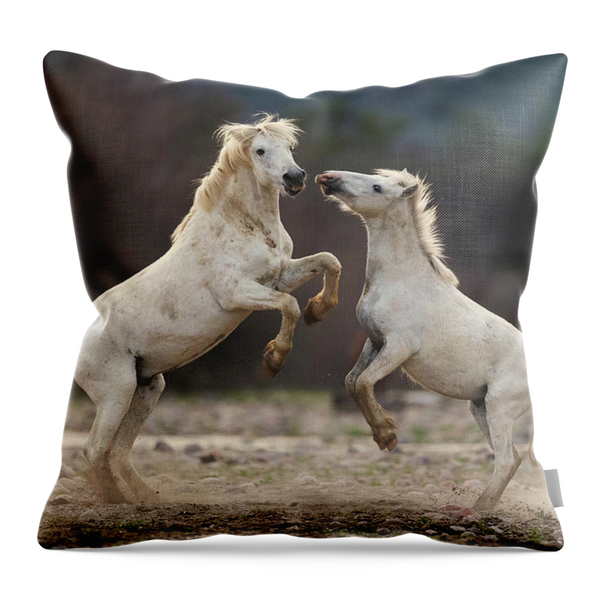 Battle Throw Pillow featuring the photograph Battling Stallions by Shannon Hastings