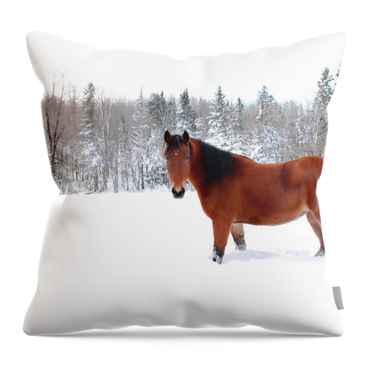 Horse Throw Pillow featuring the photograph Bay Horse Standing Alone In Deep Snow by Anne Louise Macdonald Of Hug A Horse Farm
