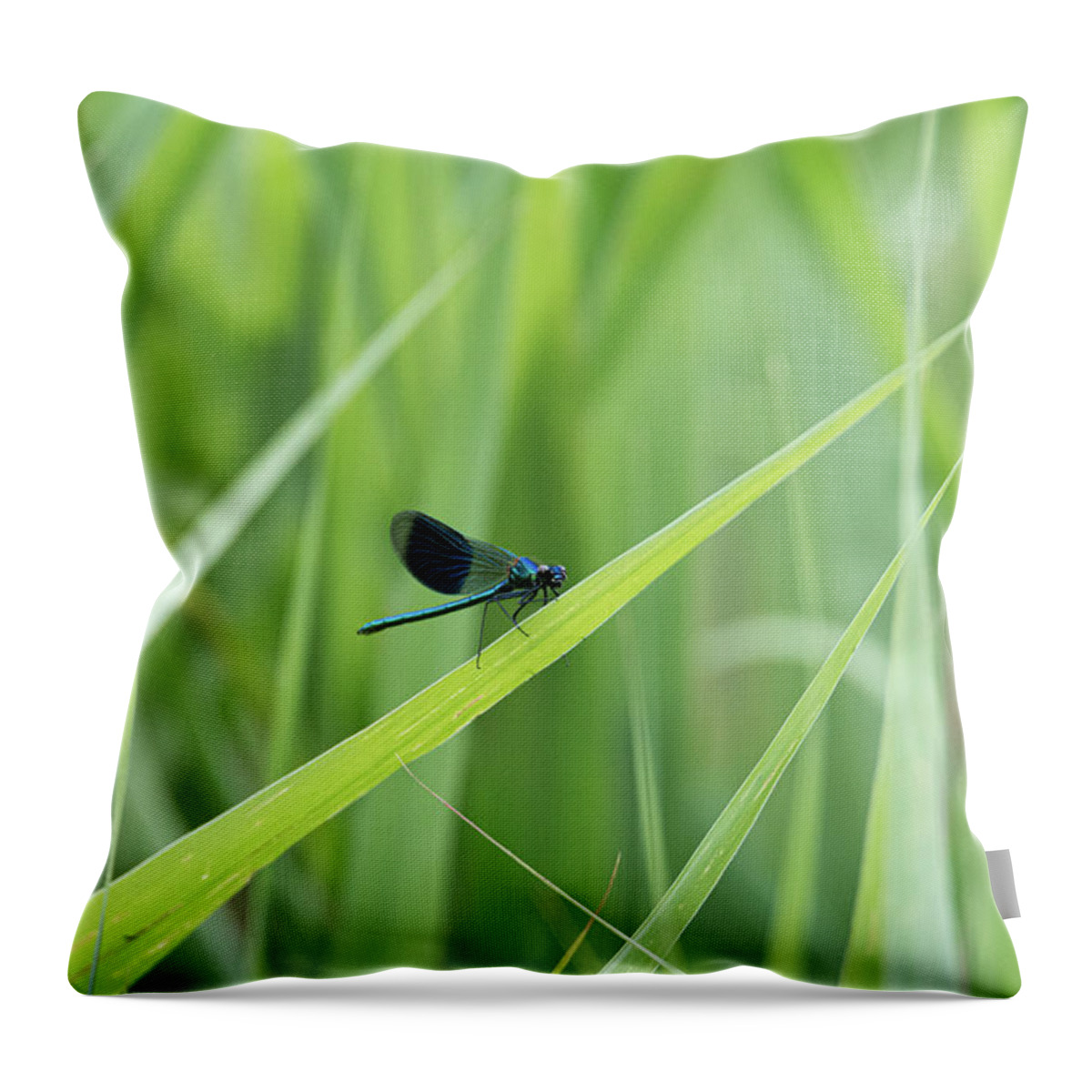 Beautiful Demoiselle Throw Pillow featuring the photograph Beautiful Demoiselle damselfly on green by Scott Lyons