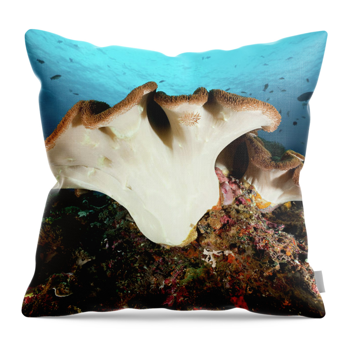 Underwater Throw Pillow featuring the photograph Beautiful Leather Coral At Crystal Bay by Ifish
