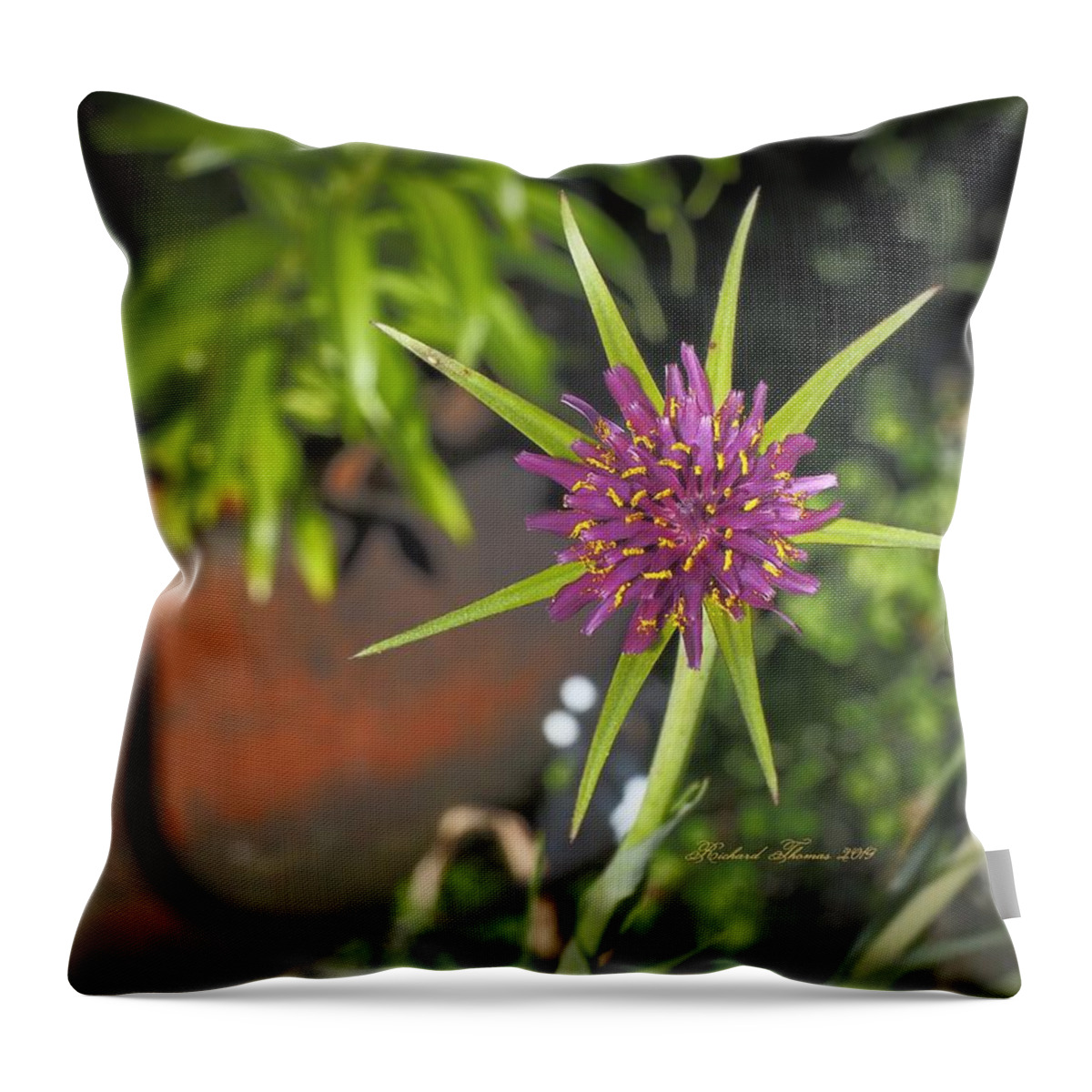 Botanical Throw Pillow featuring the photograph Beautiful Salsify Bloom by Richard Thomas