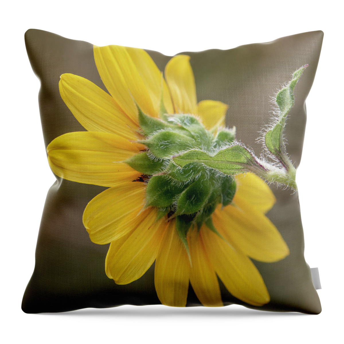 Beautiful Throw Pillow featuring the photograph Beauty From Behind by Teresa Wilson