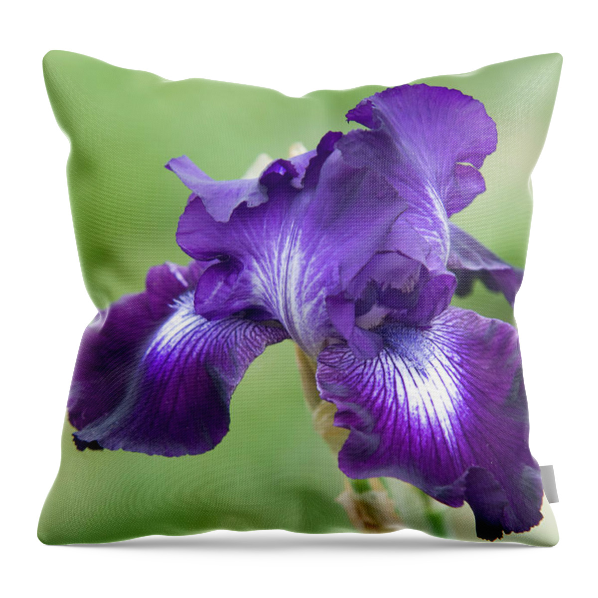 Jenny Rainbow Fine Art Photography Throw Pillow featuring the photograph Beauty of Irises. Winners Circle 2 by Jenny Rainbow