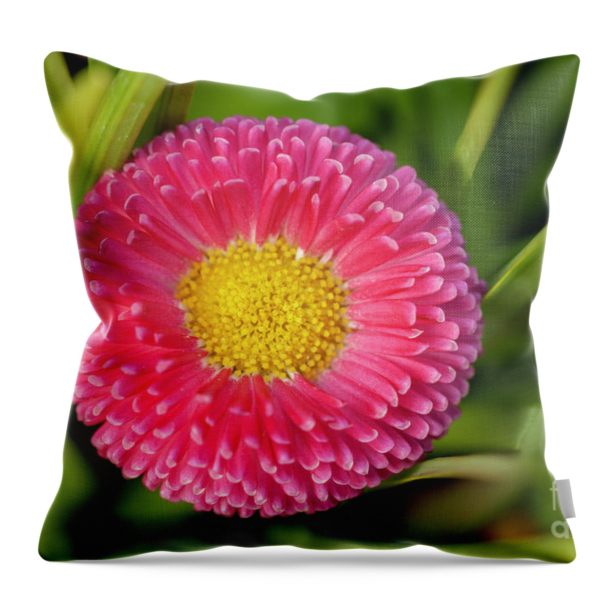 Spring Throw Pillow featuring the photograph Bellis daisy flower close up in spring time by Simon Bratt