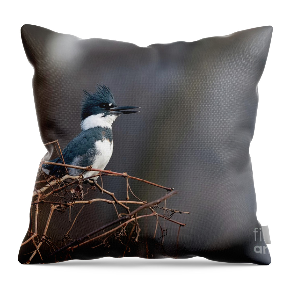 Kingfisher Throw Pillow featuring the photograph Belted KingFisher by Sam Rino
