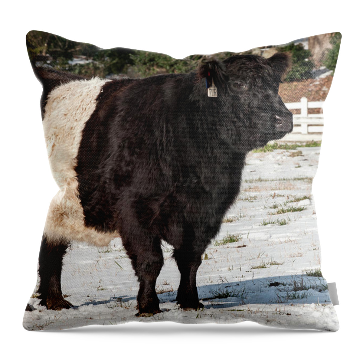 Belties Throw Pillow featuring the photograph Beltie in Winter by Minnie Gallman