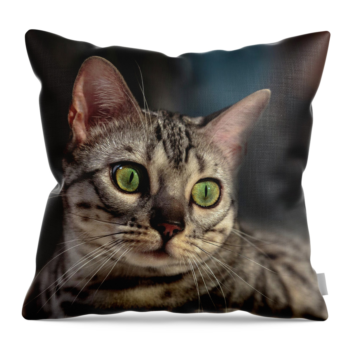 Bengal Beauty Throw Pillow featuring the photograph Bengal Beauty by Wes and Dotty Weber