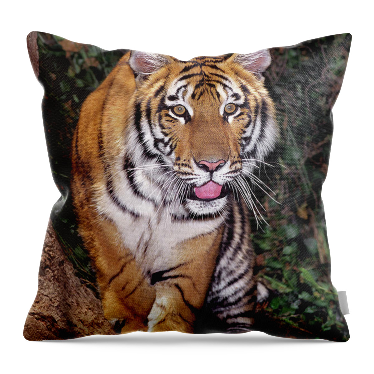 Bengal Tiger Throw Pillow featuring the photograph Bengal Tiger by Tree Endangered Species Wildlife Rescue by Dave Welling