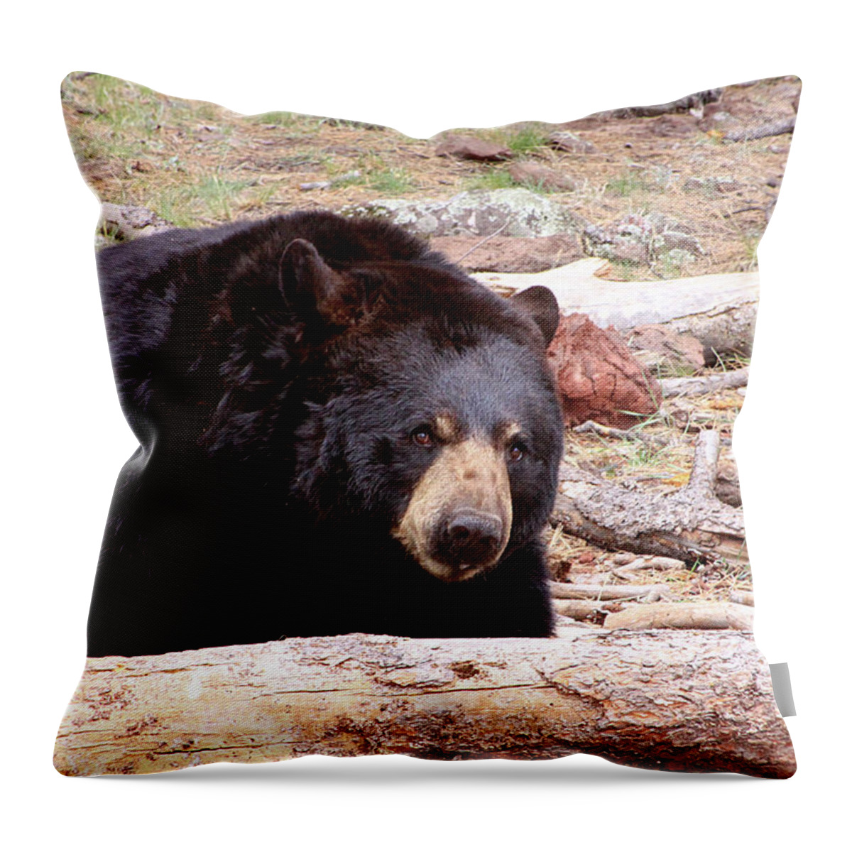 Airzona Throw Pillow featuring the photograph Big Black Bear, Arizona by Dawn Richards