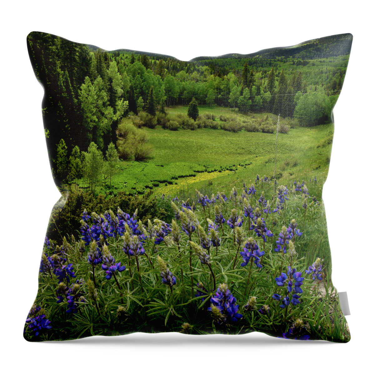 Highway 50 Throw Pillow featuring the photograph Big Cimarron Lupine by Ray Mathis