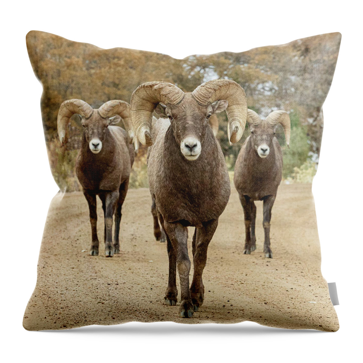 Bighorn Sheep Throw Pillow featuring the photograph Bighorn Rams Head On by Tony Hake