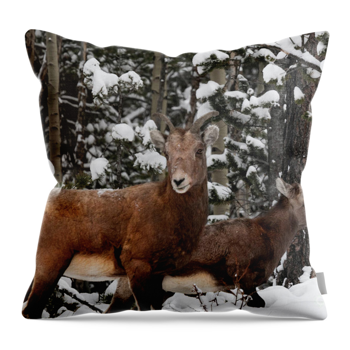 Wildlife Throw Pillow featuring the photograph Bighorn Sheep in Deep Snow by Steven Krull