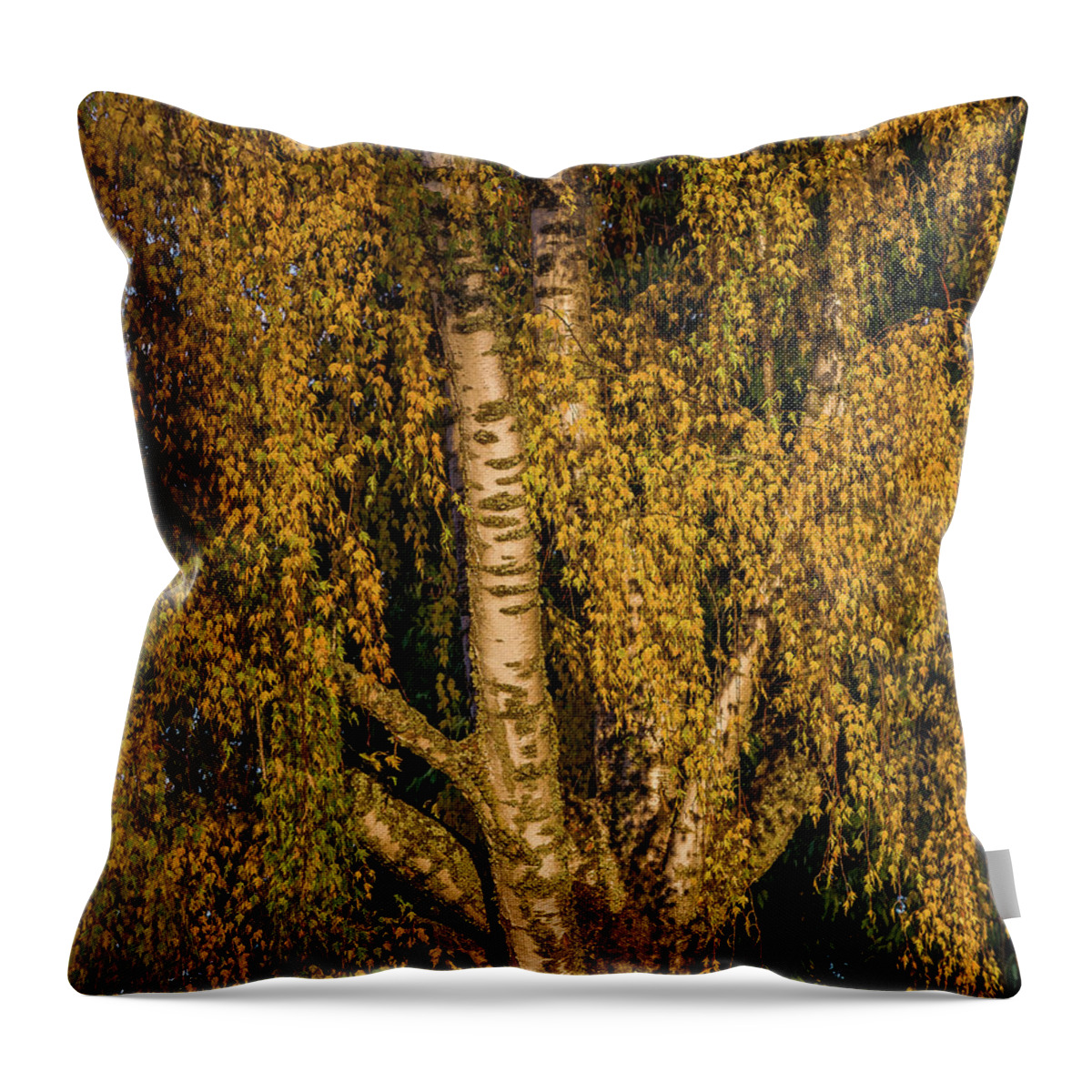 Fall Colors Throw Pillow featuring the photograph Birch tree in the evening light by Ulrich Burkhalter