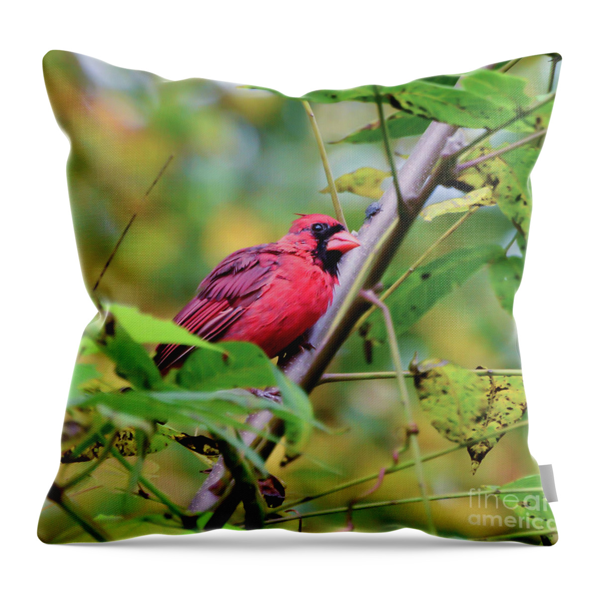 Cardinal Throw Pillow featuring the photograph Birds of Autumn - Male Northern Cardinal by Kerri Farley