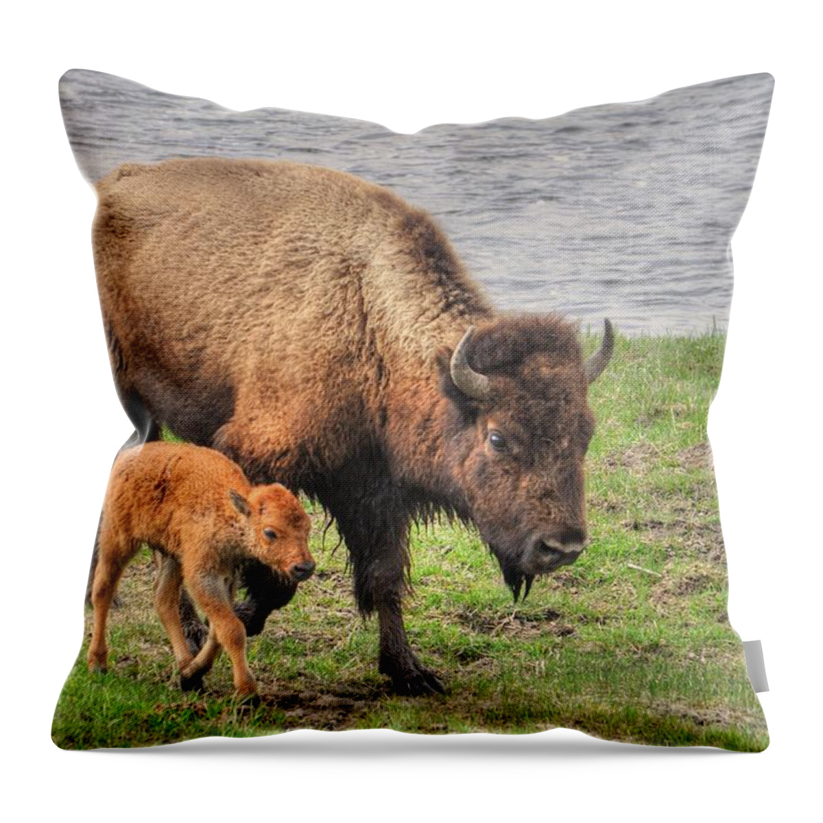 Grass Throw Pillow featuring the photograph Bison Mother And Her Baby, Yellowstone by Ben Leshchinsky