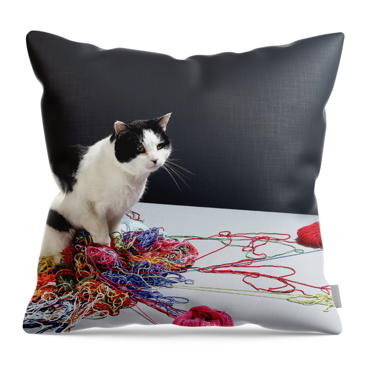 Pets Throw Pillow featuring the photograph Black And White Cat Sitting On Top Of by Michael Blann