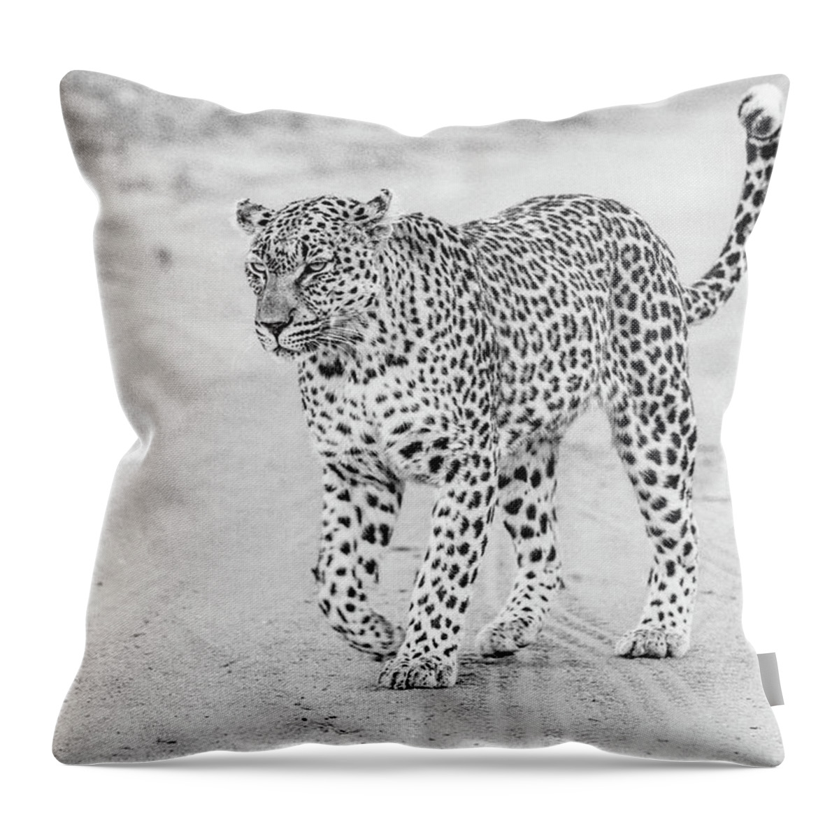 Leopard Throw Pillow featuring the photograph Black and white leopard walking on a road by Mark Hunter