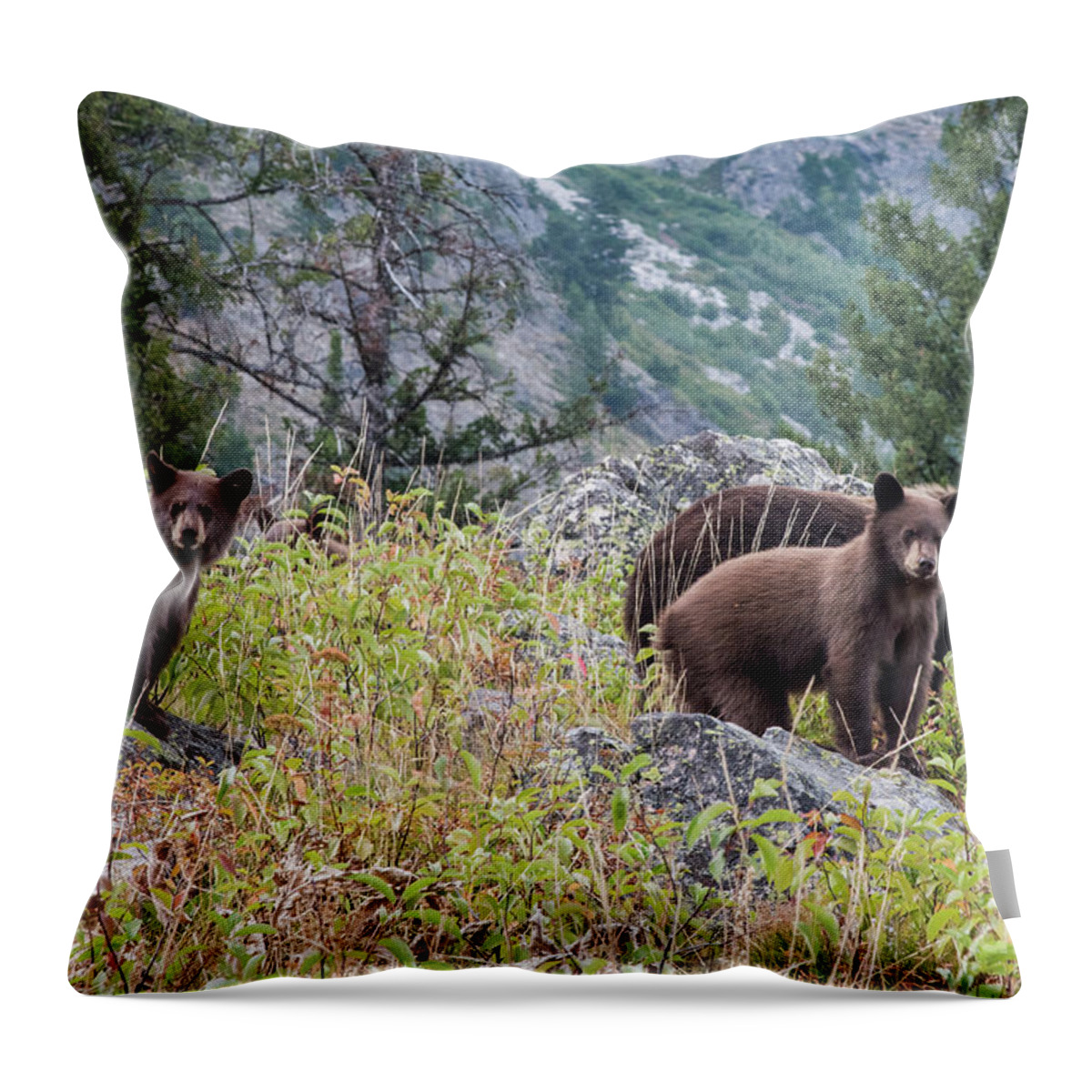 Bear Throw Pillow featuring the photograph What Are You Looking At? by Paul Quinn