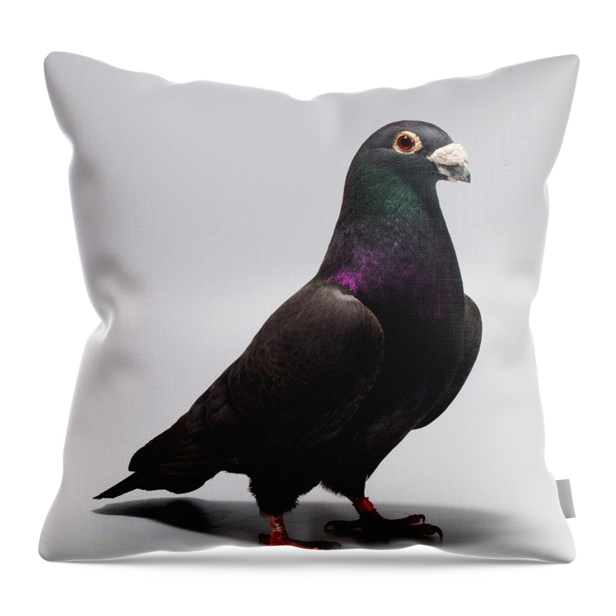 Pigeon Throw Pillow featuring the photograph Black Exhibition Homer by Nathan Abbott