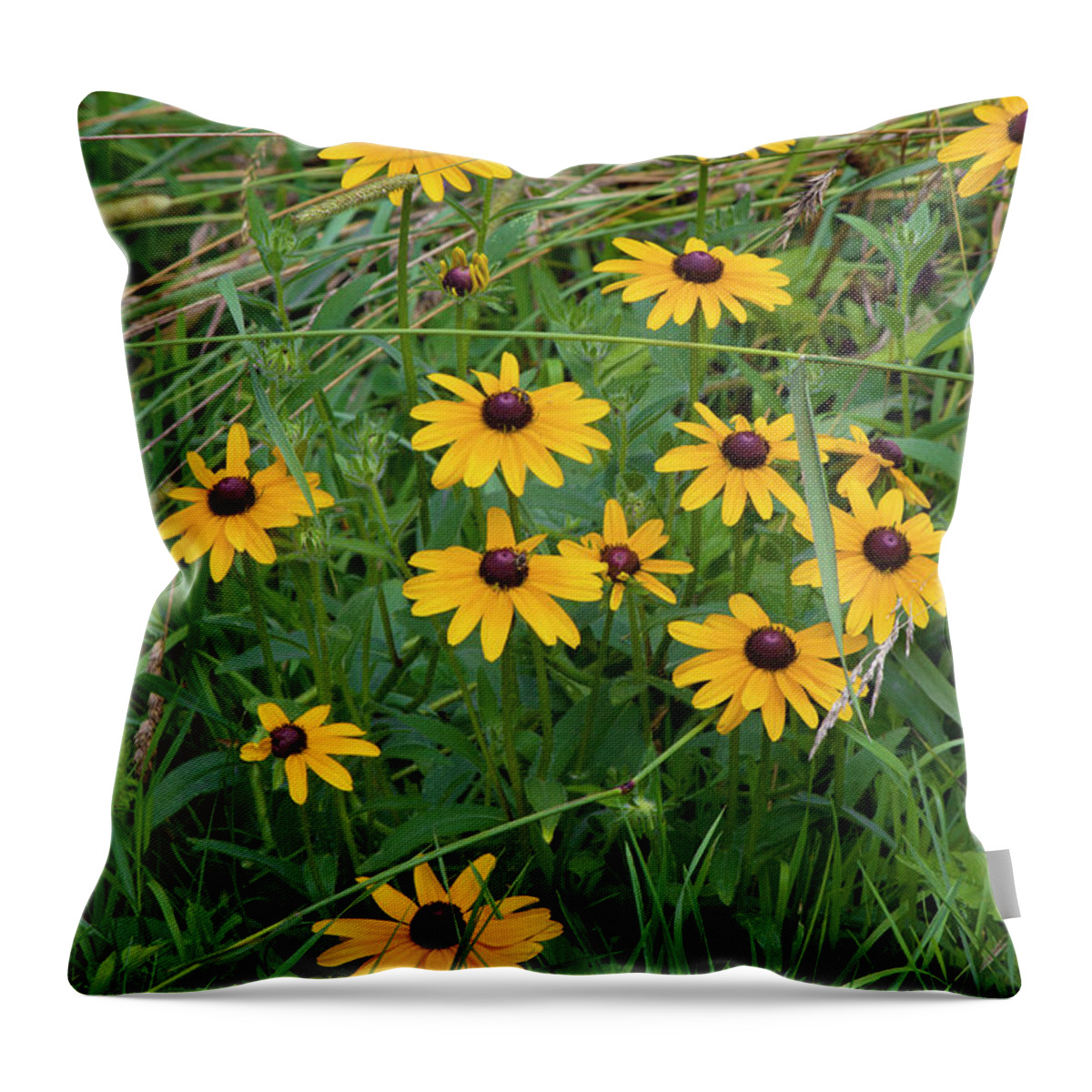 Allegheny Plateau Throw Pillow featuring the photograph Black-eyed Susan by Michael Gadomski