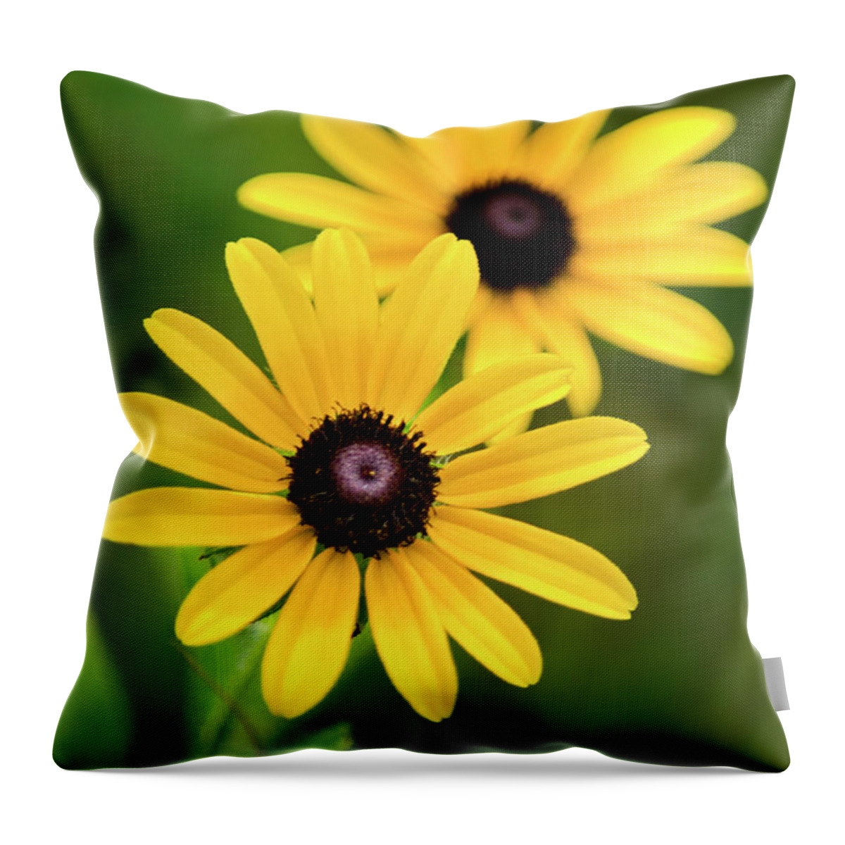 Black Eyed Susan Throw Pillow featuring the photograph Black Eyed Susans by Christina Rollo