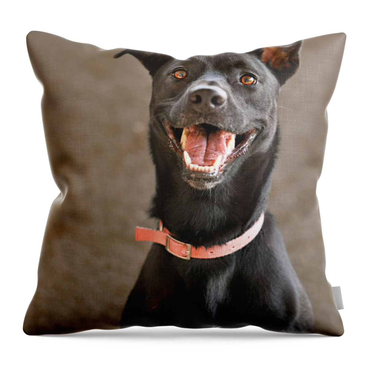 Pets Throw Pillow featuring the photograph Black Lab With Orange Collar by Hillary Kladke