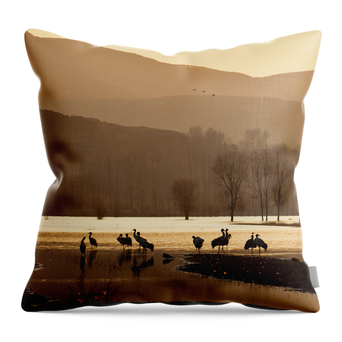 Animal Themes Throw Pillow featuring the photograph Black-necked Cranes by Zhouyousifang