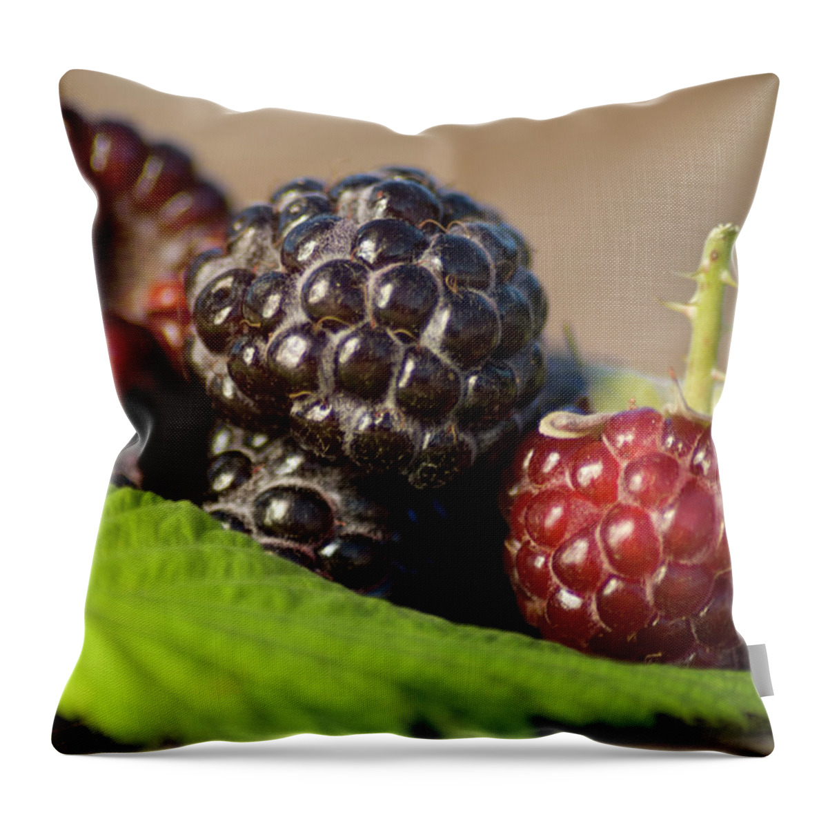 Black Color Throw Pillow featuring the photograph Black Raspberries by Rtyree1