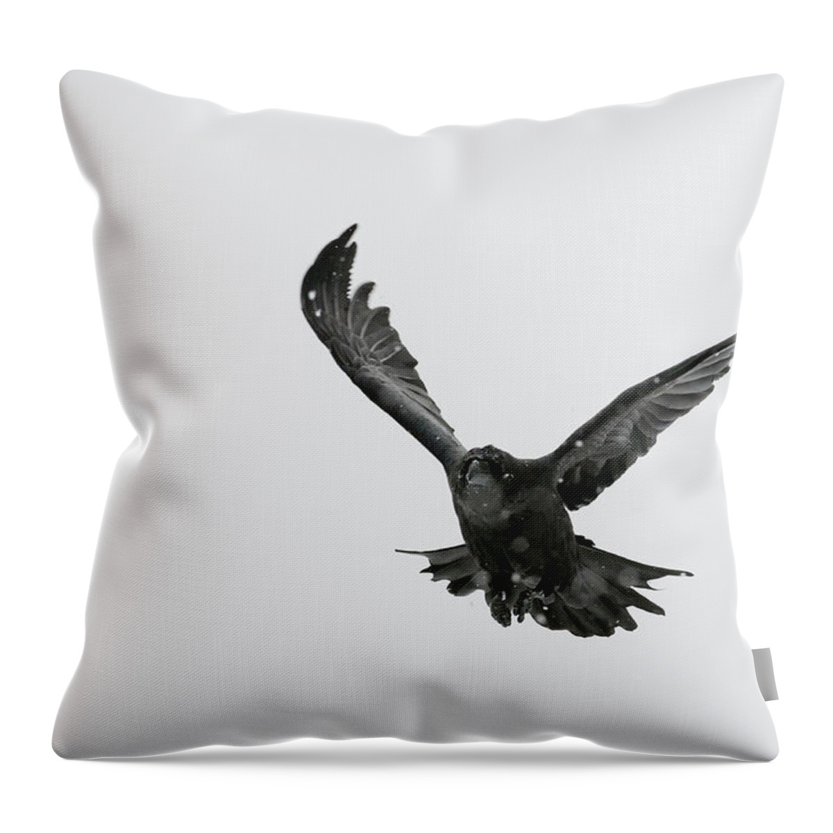 Black Color Throw Pillow featuring the photograph Black Raven by Alarifoto