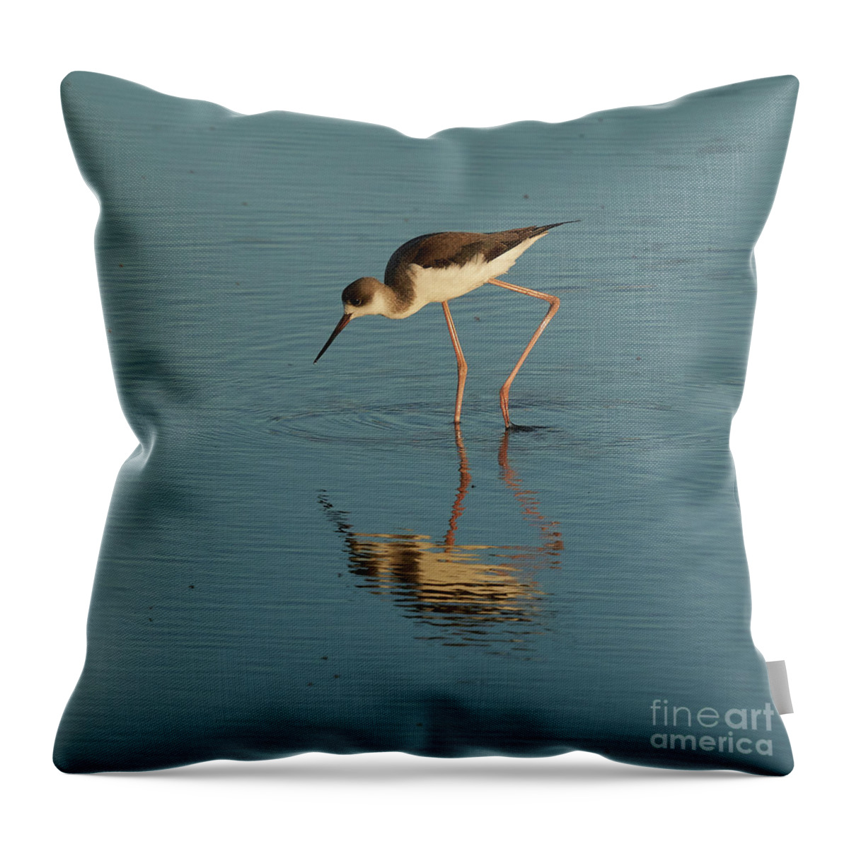 Muddy Throw Pillow featuring the photograph Black-winged Stilt by Pablo Avanzini