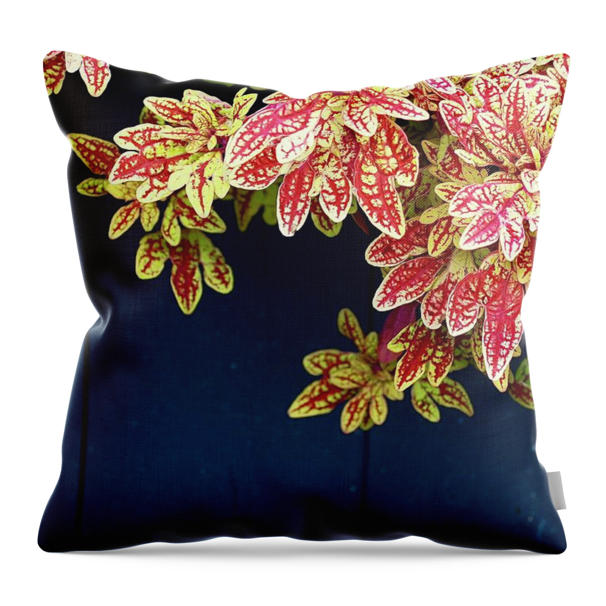 Plant Throw Pillow featuring the photograph Blooms From A Blue Bucket by Alida M Haslett