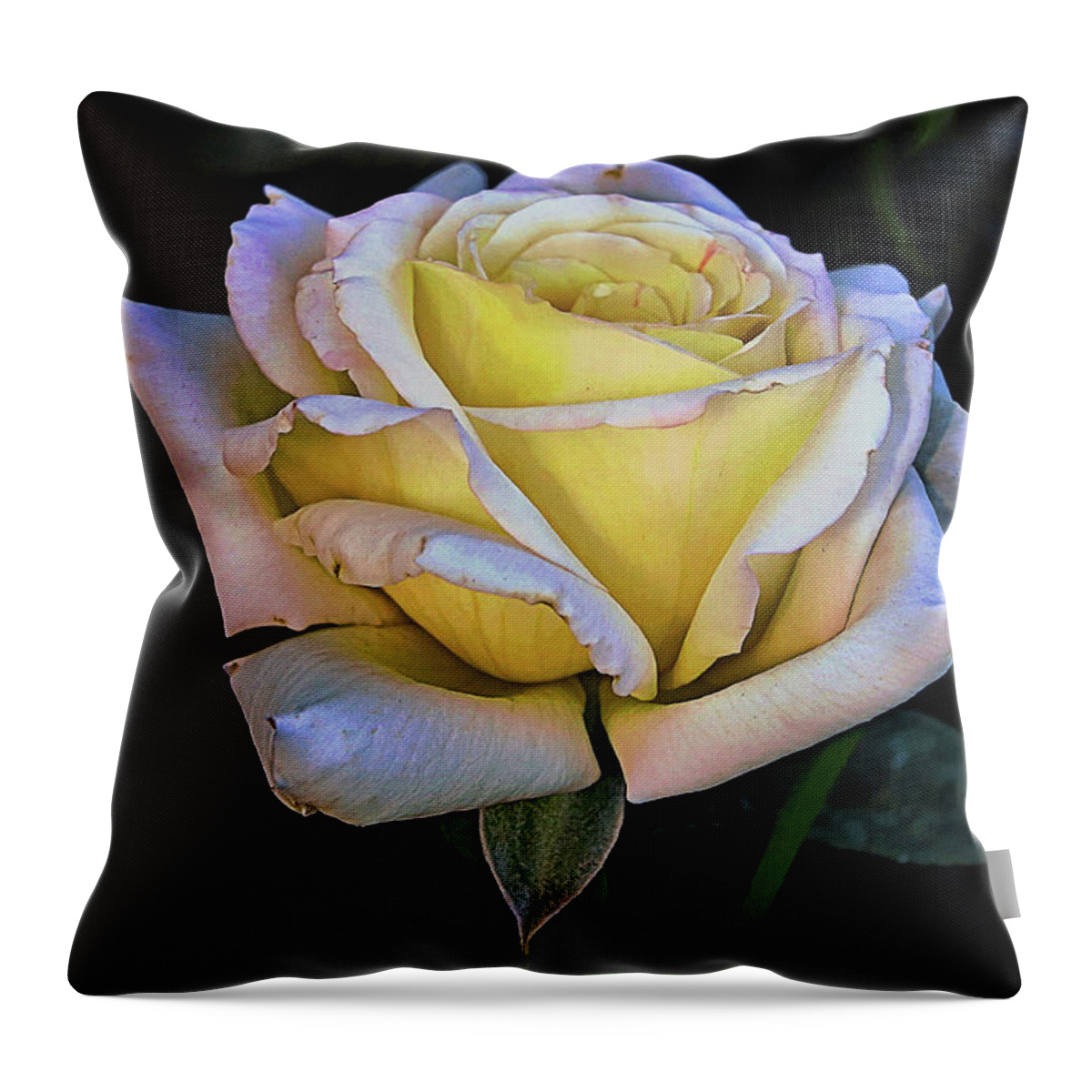 Rose Throw Pillow featuring the photograph Blooming Rose by Hazel Vaughn