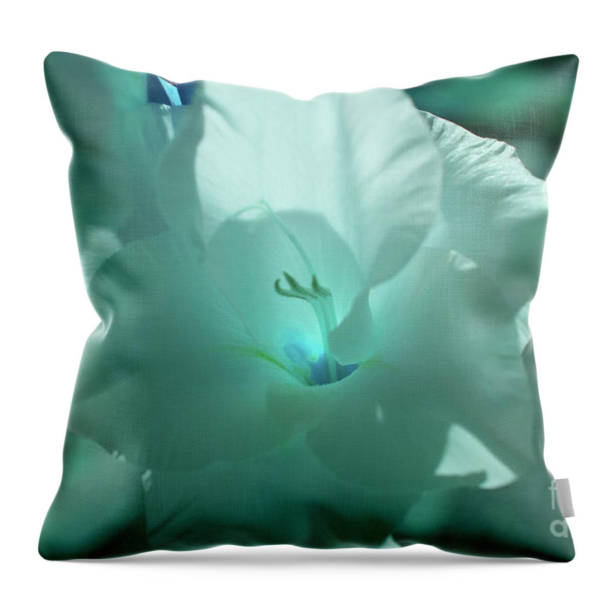 Blue Throw Pillow featuring the photograph Blue Amaryllis by Rich Collins