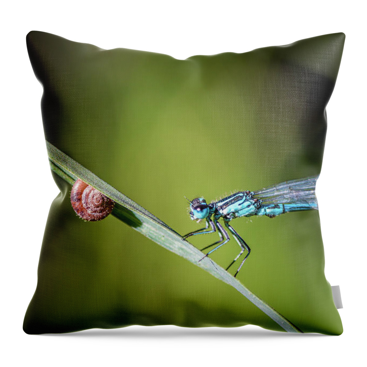 Dragonfly Throw Pillow featuring the photograph Blue Dragonfly insect perched on herb with small snail by Gregory DUBUS