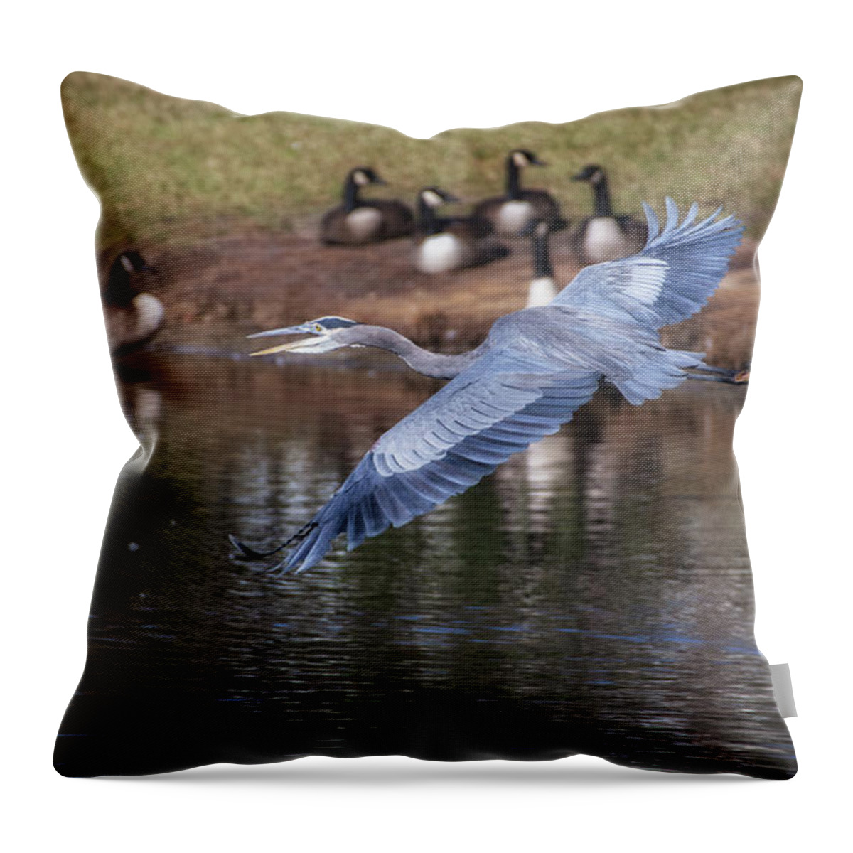 Blue Heron Throw Pillow featuring the photograph Blue Heron Coming in Hot by Dale Powell