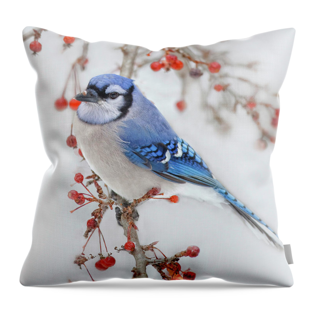 Blue Jay Throw Pillow featuring the photograph Blue Jay In Wild Apple Tree by Betty Wiley
