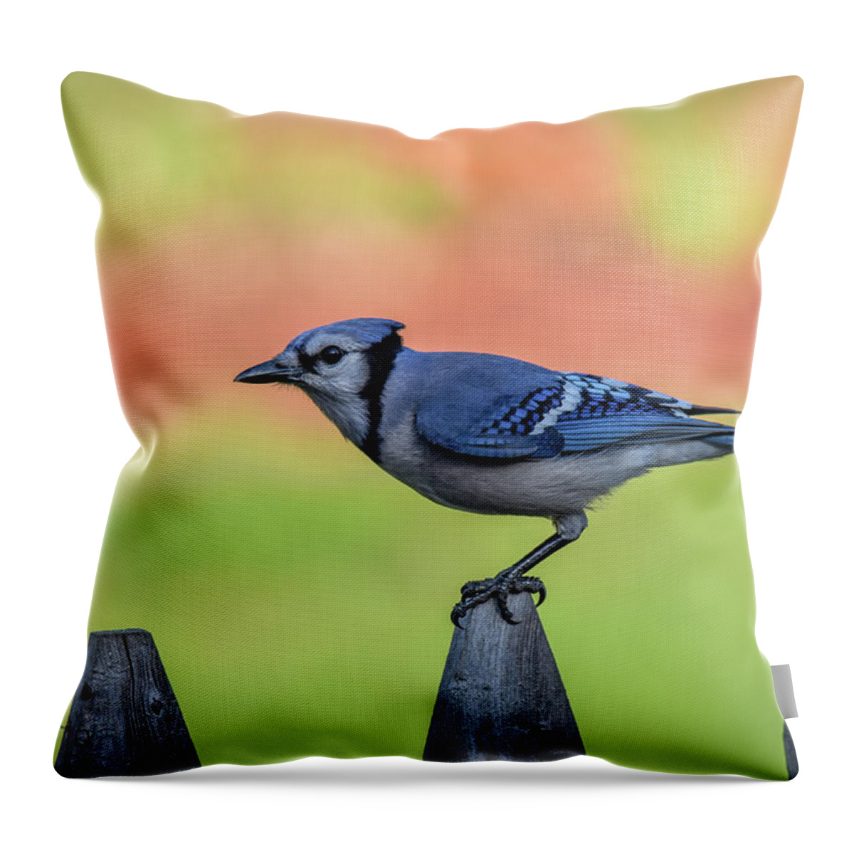 Blue Jay Throw Pillow featuring the photograph Blue Jay by Michelle Wittensoldner