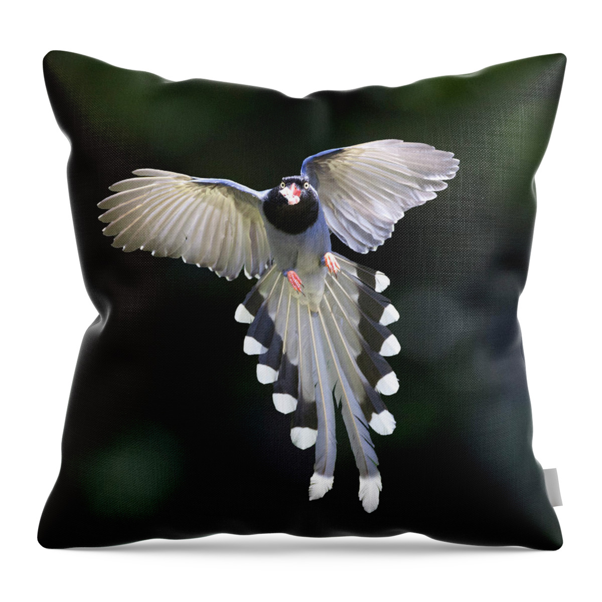 Magpie Throw Pillow featuring the photograph Blue Magpie Flying by Richard Mcmanus