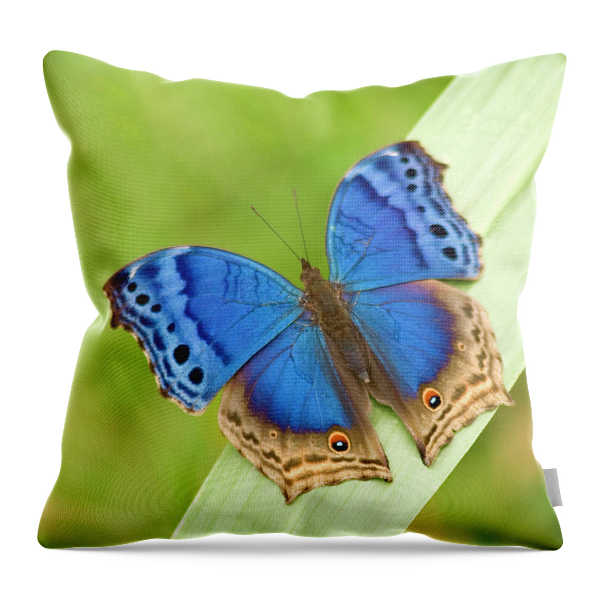 Grass Throw Pillow featuring the photograph Blue Salamis Butterfly by Soopysue