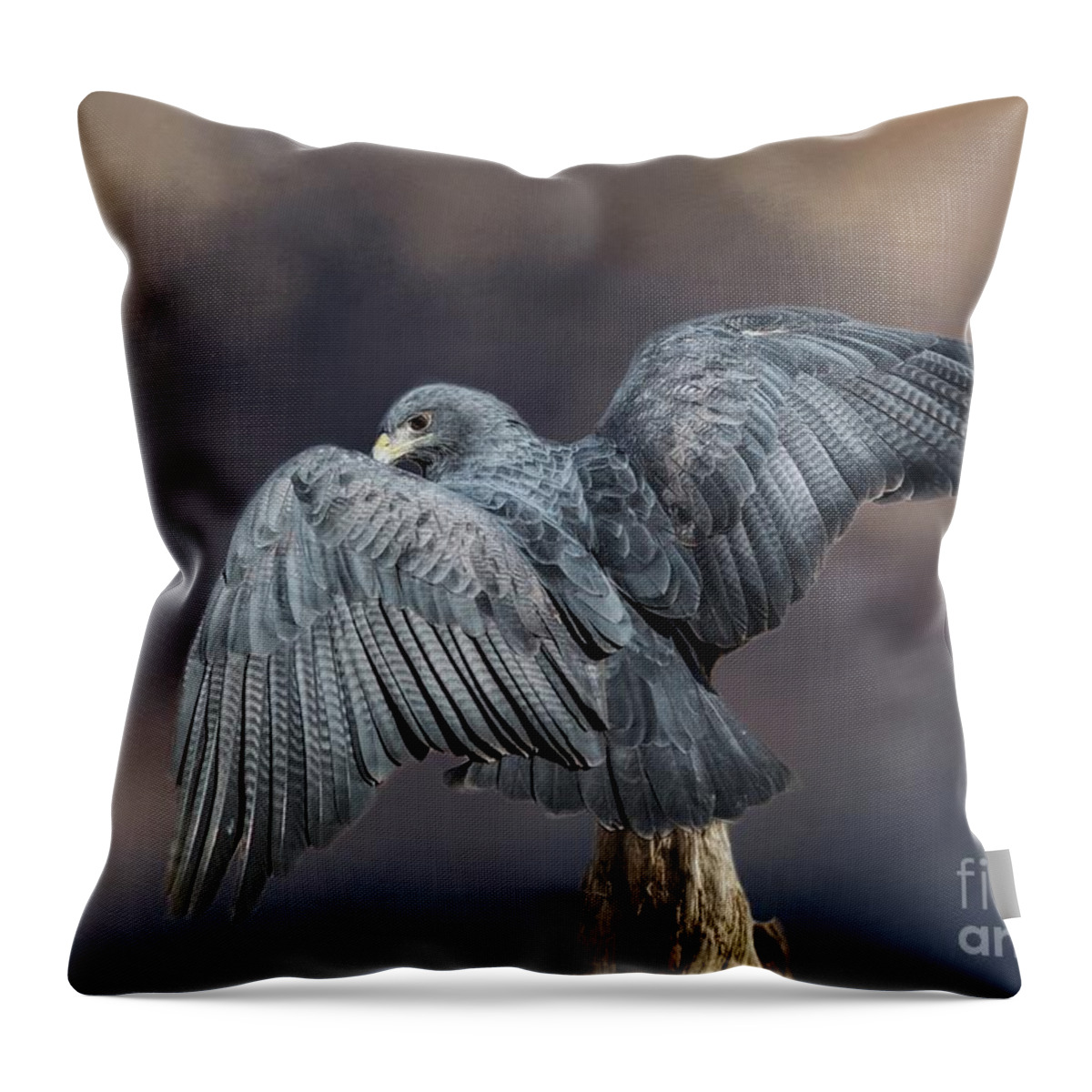 Black-chested Buzzard-eagle Throw Pillow featuring the mixed media Blue Wings by Eva Lechner